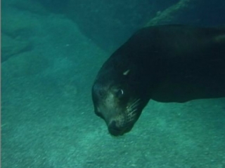  与海狮一起游泳 